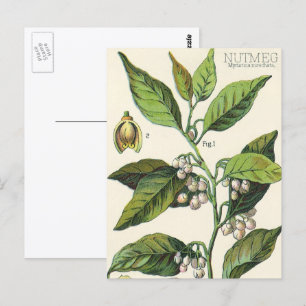 Vintage Nutmeg Plant Fruit Seeds, Food Herbs Spice Postcard
