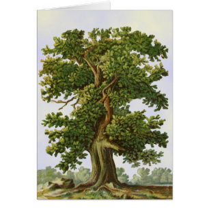 Vintage Oak Tree Art Blank Art Card