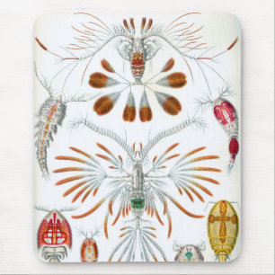 Vintage Ocean Animals, Copepoda by Ernst Haeckel Mouse Pad
