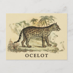 Vintage Ocelot Postcard