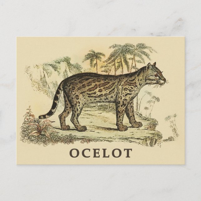 Vintage Ocelot Postcard (Front)