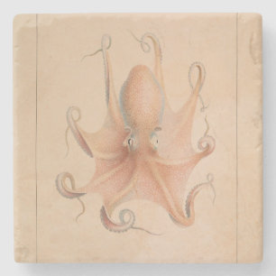 Vintage Octopus 1851 Eledon Aldrovandi Stone Coaster