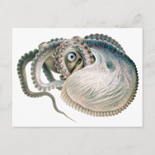 Vintage Octopus Argonaut, Marine Life Animals Postcard