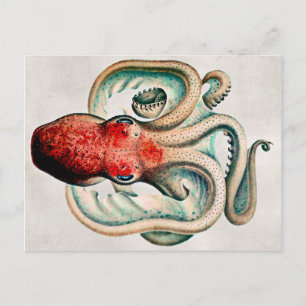 Vintage Octopus Postcard