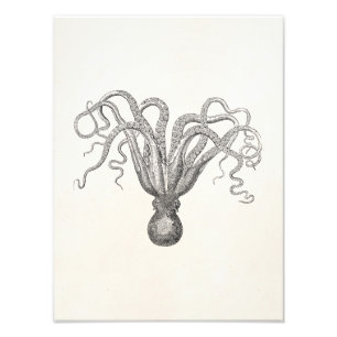 Vintage Octopus Poulpe Eight Armed Cuttle Fish Photo Print
