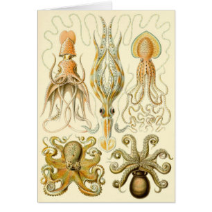 Vintage Octopus Squid Gamochonia by Ernst Haeckel