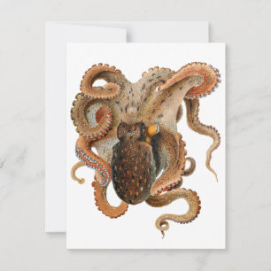 Vintage Octopus Vulgaris, Marine Life Animals