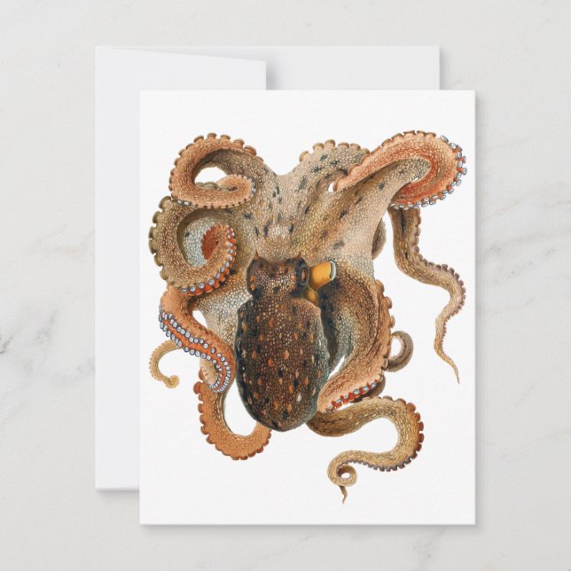 Vintage Octopus Vulgaris, Marine Life Animals (Front)