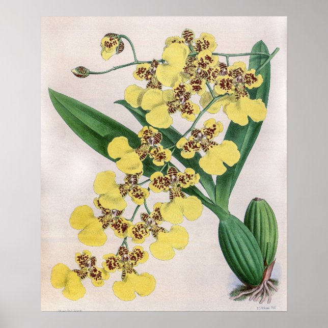Vintage Oncidium Marshallianum Orchid Flower Poster (Front)
