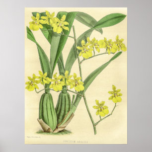 Vintage Oncidium Sessile Orchid Flower Poster
