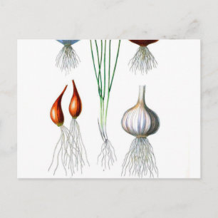Vintage Onion Garlic Botanical Print Postcard