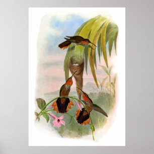 Vintage Orange Black Saw Bill Hummingbird Poster