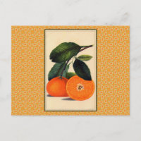 Vintage Orange Botanical Print