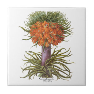 Vintage Orange Fritillaria Flowers Basilius Besler Tile