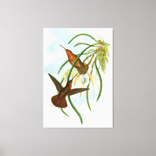 Vintage Orange Grey Saw Bill Hummingbird Canvas Print