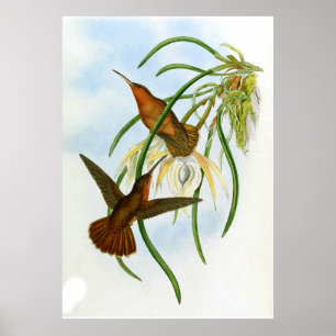 Vintage Orange Grey Saw Bill Hummingbird Poster
