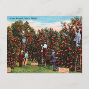 Vintage Orange Harvest Time in Florida Travel Postcard