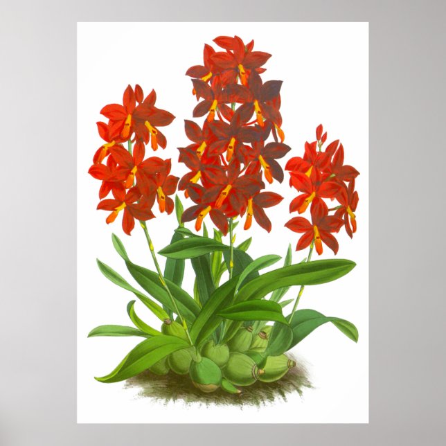 Vintage Orange Red Orchid Flower Poster (Front)