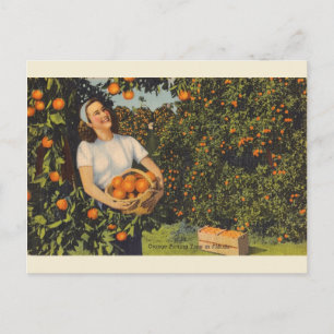 Vintage Orange temps de cueillette Florida carte p