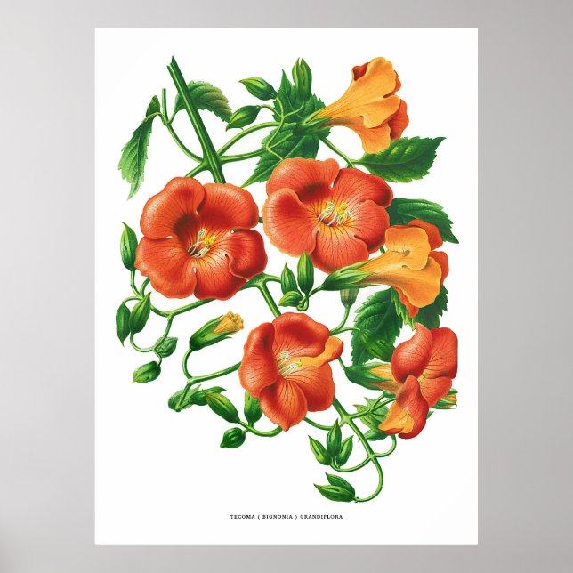 Vintage Orange Trumpet Flower Poster (Front)