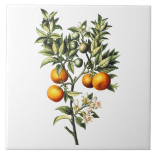 Vintage Oranges Tile