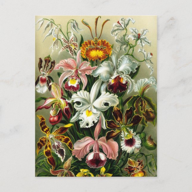 Vintage Orchid Floral Illustration Postcard (Front)