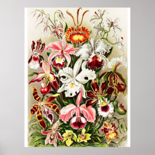 Vintage Orchids Illustration Poster