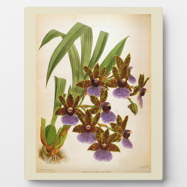 Vintage Orchids Lindenia Zygopetalum Gautieri Plaque (Front)