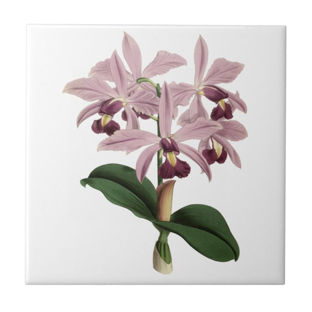 Vintage Orchids Tile (Front)