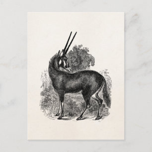 Vintage Oryx Antelope Gazelle Personalized Animals Postcard
