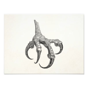 Vintage Osprey Claw Personalized Retro Bird Claws Photo Print