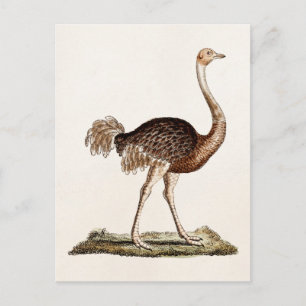 Vintage Ostrich Illustration Retro 1700s Ostriches Postcard
