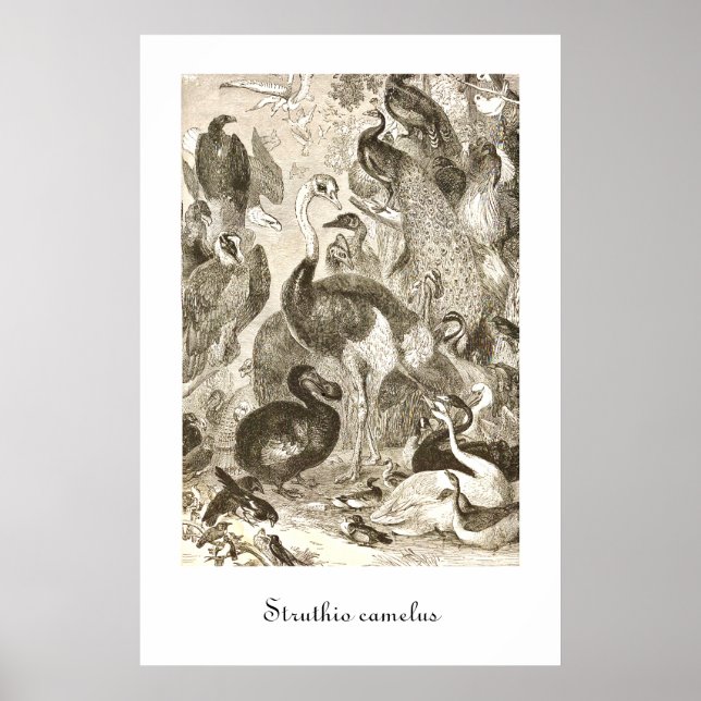 Vintage Ostrich Illustration Struthio camelus Poster (Front)