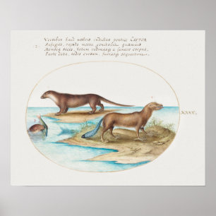 Vintage Otters  Poster