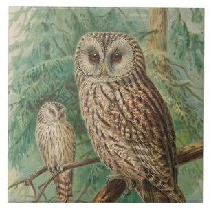 Vintage owl animal decor tile