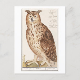 Vintage Owl Illustration Postcard