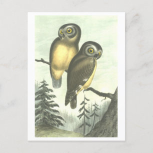 Vintage Owl Illustration Postcard