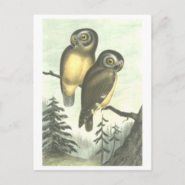 Vintage Owl Illustration Postcard (Front)