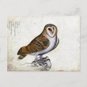 Vintage Owl Illustration Postcard