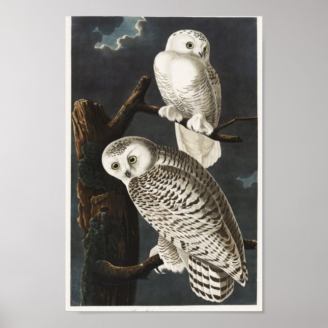 Vintage Owl Illustration Poster (Front)