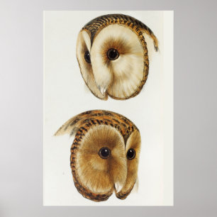 Vintage Owl Illustration Poster