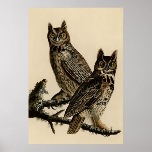 Vintage owl poster (Front)