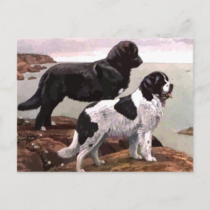 vintage painted newfoundlands postcard