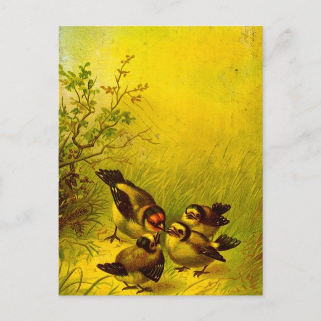 Vintage Painted Sparrows Postcard (Front)