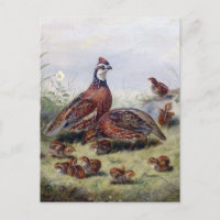 Vintage Painting Of Quail Bird By Fitzwilliam Tait