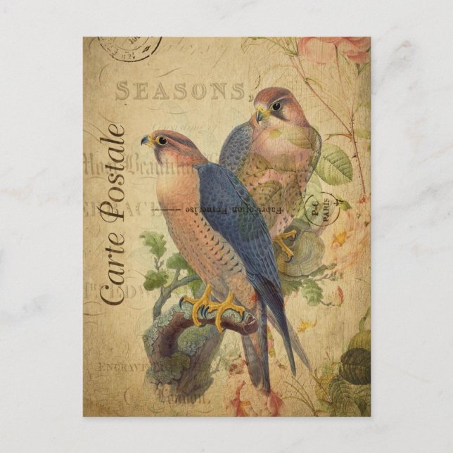 Vintage Pair of Peregrine Falcons Birds French Postcard (Front)