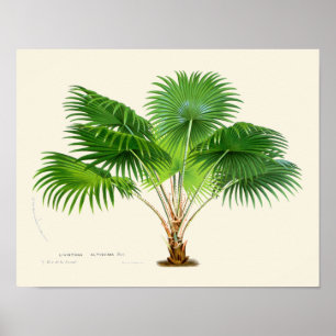 Vintage Palm Botanical Print