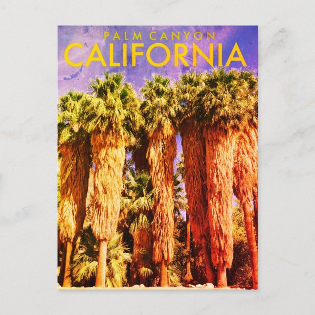 Vintage Palm Canyon Travel Postcard (Front)