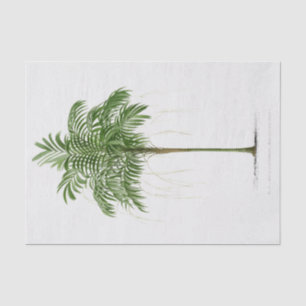 Vintage Palm Tree   Areca (Linospadix) Monostachya Tissue Paper