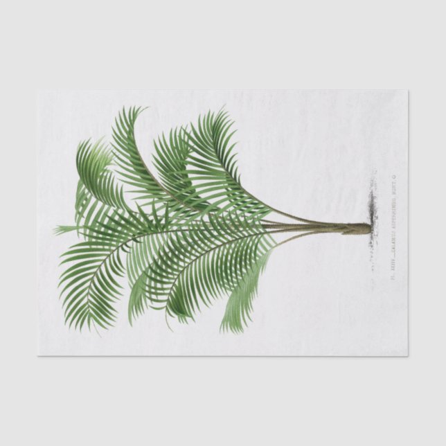 Vintage Palm Tree | Calamus Asperrimus Tissue Paper (Front)